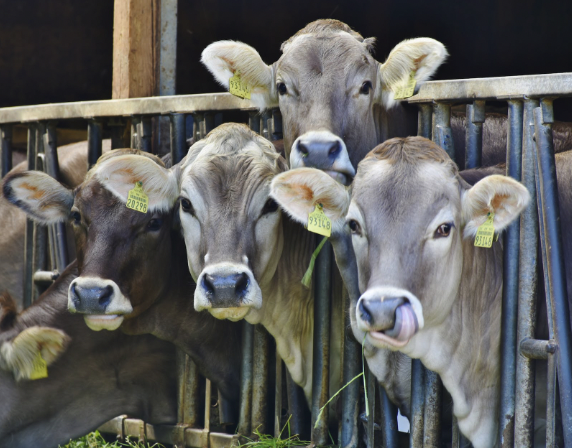 Livestock Farming: An In-Depth Guide to the Business Model